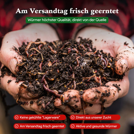 Angelwürmer - Dendrobena (mit Größen - Auswahl)