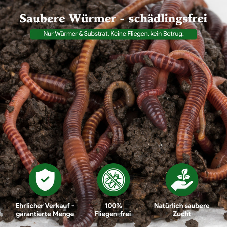 Gartenwürmer - Eisenia Mix