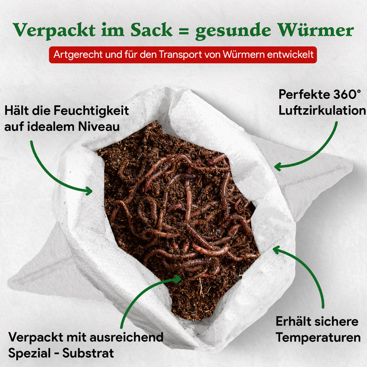 Futterwürmer - Dendrobena (mit Größen - Auswahl)