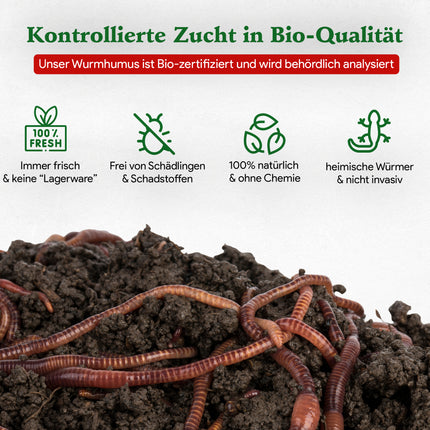 Futterwürmer - Dendrobena (mit Größen - Auswahl)