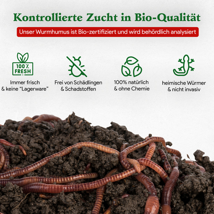 Gartenwürmer - Eisenia Mix