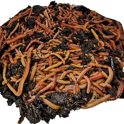 Kompostwürmer - Eisenia Mix