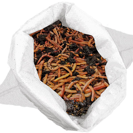 Futterwürmer - Dendrobena (mit Größen - Auswahl)