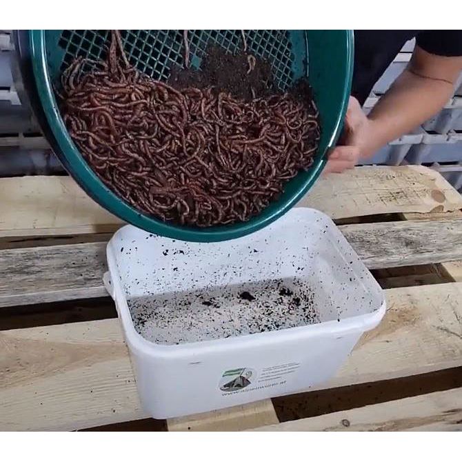 Wurmbox, Hälter-Eimer Einsteigerpaket (Bundle)