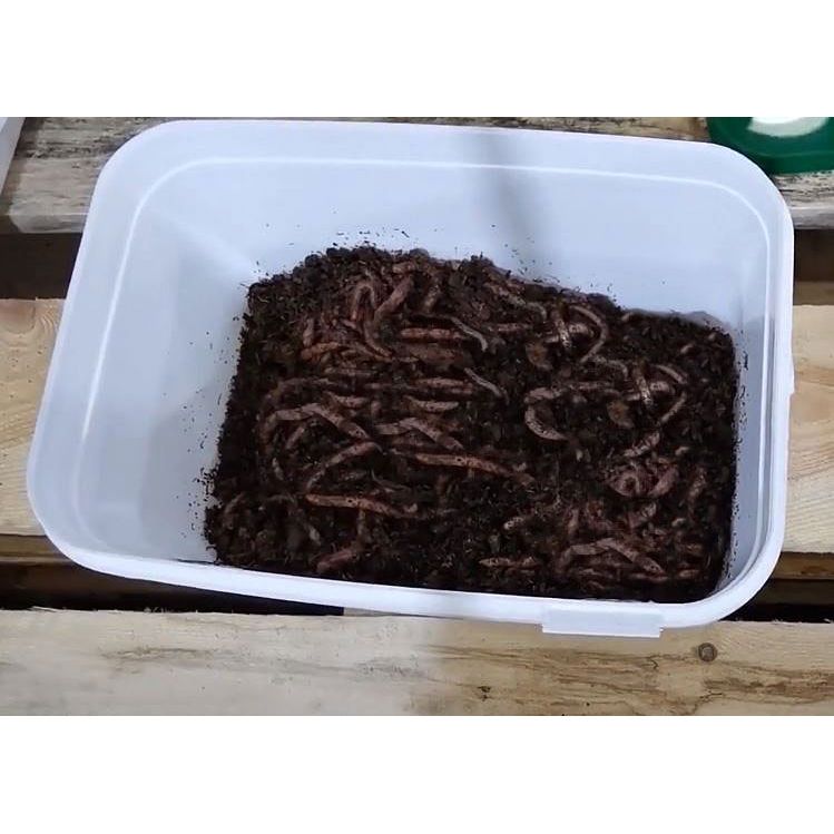 Wurmbox, Hälter-Eimer Einsteigerpaket (Bundle)
