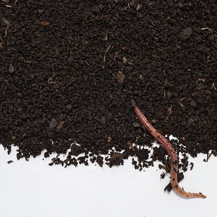 Worm humus / worm compost - 1L | Gift, sample bucket | 100% natural organic fertilizer