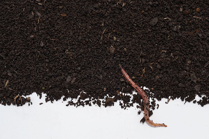 Worm humus / worm compost - 1L | Gift, sample bucket | 100% natural organic fertilizer